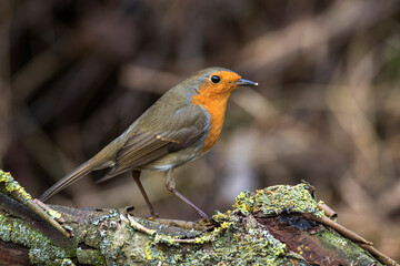 Rotkehlchen (Erithacus rubecula)