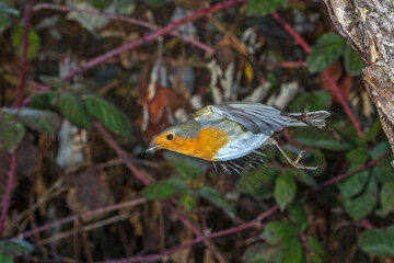 Rotkehlchen (Erithacus rubecula)