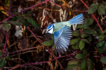 Blaumeise (Cyanistes caeruleus)