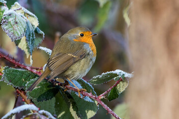 Rotkehlchen (Erithacus rubecula)