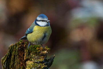 Blaumeise (Cyanistes caeruleus)