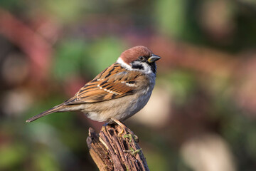 Feldsperling (Passer montanus)