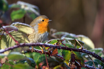 Rotkehlchen (Erithacus rubecula)