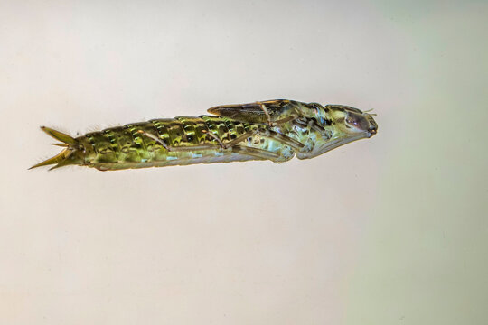 Gro&szlig;libellen-Larve