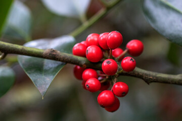Europäische Stechpalme (Ilex aquifolium)