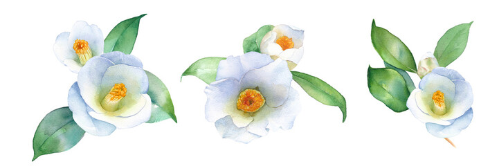 白い椿の水彩イラスト。装飾用。クリップアート3種セット。ヤブツバキ。（透過背景）
