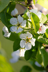 Pear flowers on a branch close-up.
