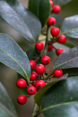 Europäische Stechpalme (Ilex aquifolium)