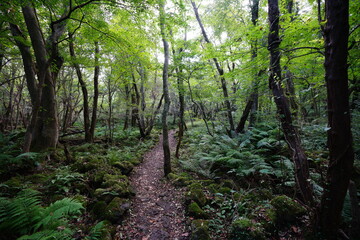 Obraz premium pathway through thick autumn forest