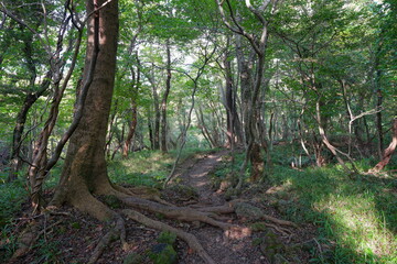 refreshing autumn forest in the gleaming sunlight