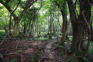 old trees and vines in deep forest
