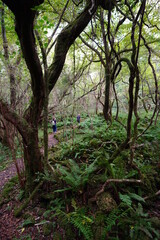 old trees and vines in deep forest

