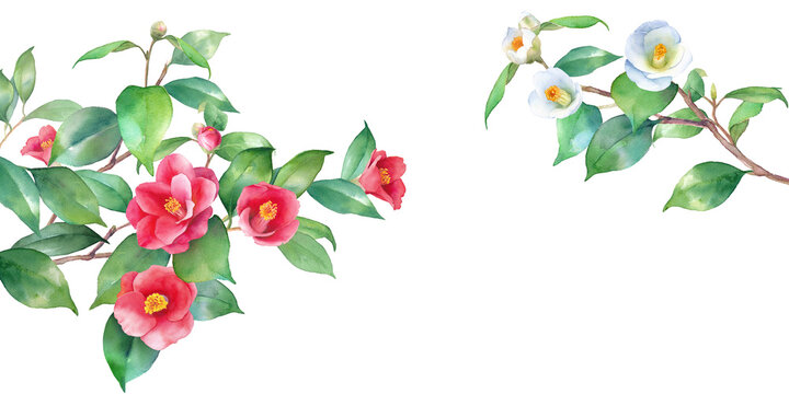 紅白の椿の水彩イラスト。左右から伸びる枝の装飾フレーム。バナー背景。ヤブツバキ。（透過背景）
