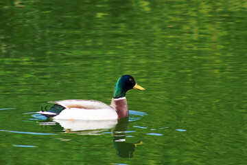 Obraz premium A duck floats on water with a green color.