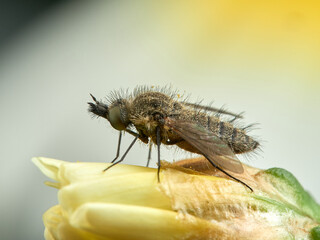 Bee fly on a flower. Genus Moscas género Conophorus.