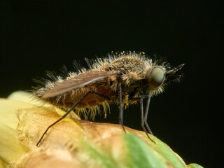 Bee fly on a flower. Genus Moscas género Conophorus.