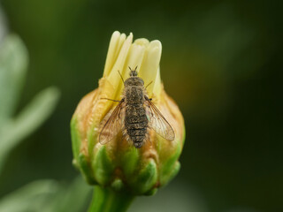Bee fly on a flower. Genus Moscas género Conophorus.