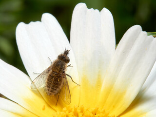 Bee fly on a flower. Genus Moscas género Conophorus.