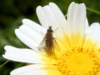 Bee fly on a flower. Genus Moscas género Conophorus.