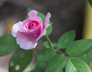 Pink Roses, Bishop Castle Roses The first buds are blooming in the morning sun.