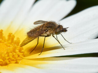 Bee fly on a flower. Genus Moscas género Conophorus.