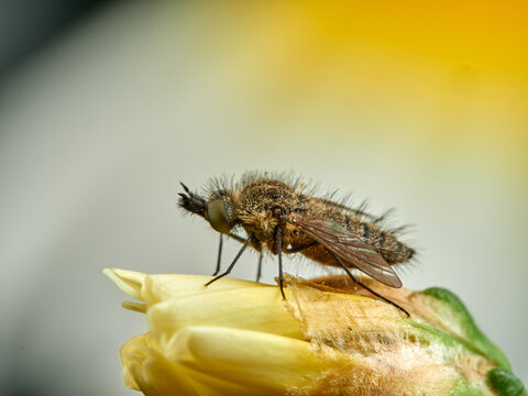 Bee fly on a flower. Genus Moscas g&eacute;nero Conophorus.