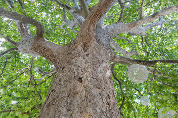 green crown of a sycamore tree view from below