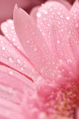 Gerbera close-up. High contrast macro photograph of large colored flowers with dew drops with beautiful iridescent highlights. Conceptual strict artistic image, free space.