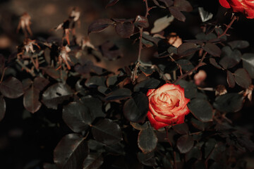 A red fading rose on a bush with dark leaves in autumn
