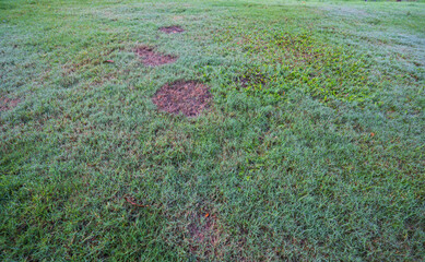 Green grass and some dry areas need improvement.