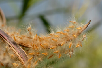Common oleander