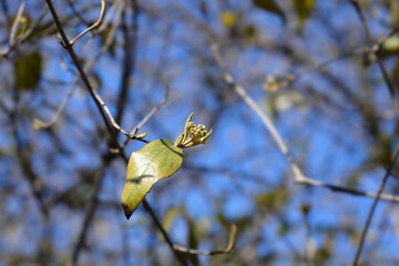Korean spice viburnum