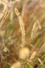 Fototapeta premium Pampas grass grows outdoor at sunset. Selective focus blurred image, nature fall season background. Autumn weather background.