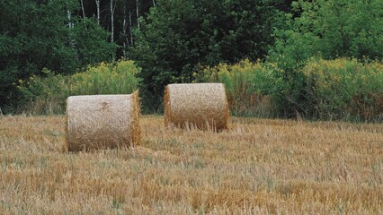 Big Hay Bale Rolls Left on Field after Harvest	
