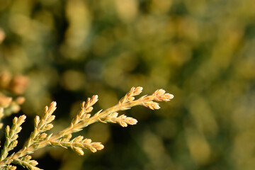 Leyland cypress Castlewellan Gold