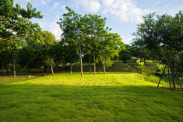 Fresh green grass in the forest with morning sunlight.