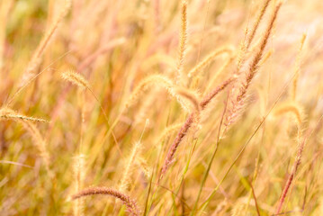 Pampas grass grows outdoors at sunset. Selective focus, blurred image for nature fall season background. Autumn weather background.