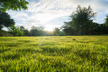 Fresh green grass in the forest with morning sunlight.