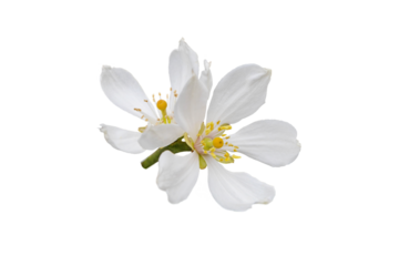 Citrus white flowers isolated transparent png. Trifoliate orange blossom. Poncirus trifoliata flowering.
