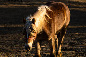 Horses grazing in a field near the paddock