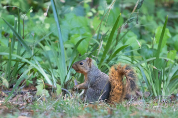 Naklejka na ściany i meble A ground Squirrel making its rounds in the garden