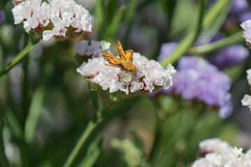 A Fiery Skipper Butterfly pollinating flowers