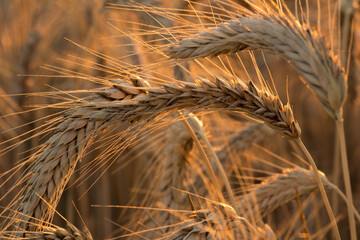 Background ripe wheat ears of wheat field and sunlight. selective focus. field landscape.