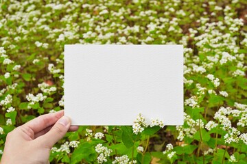 たくさんの満開のソバの花を背景にした白紙のコメントスペースのモックアップ