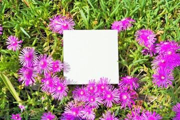 ピンクのマツバギクの花を背景にした白いタイトルカードのモックアップ
