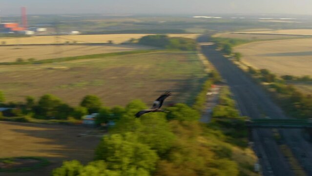 bird attacking drone over a beautiful countryside. wild falcon attack drone. An eagle Falcon attacks a drone. 