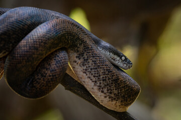 Macklot's python Liasis mackloti on a branch