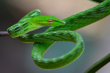 Asian vine snake Ahaetulla prasina rolls its body