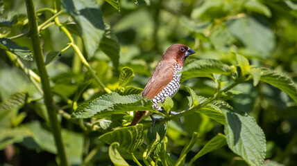 Scaly breasted munia bird perched on a plant branch