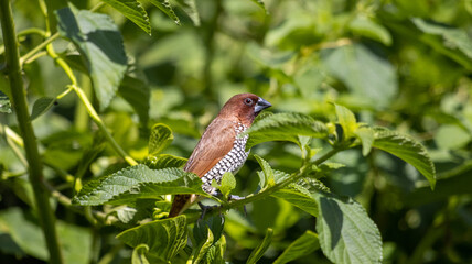 Scaly-breasted munia perched on a plant